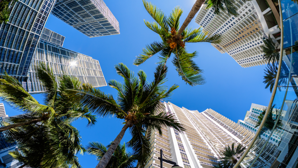 South Florida palm trees